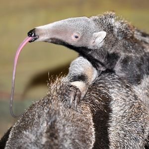 Meet your Posher, Paddy